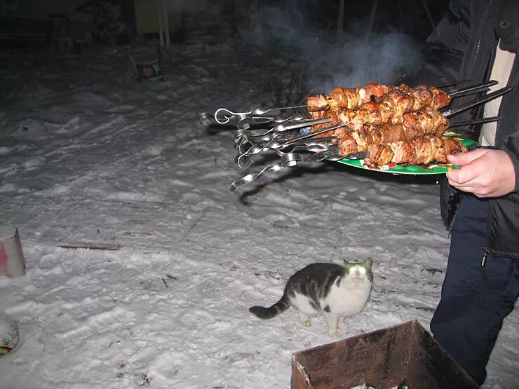 Съел шашлык. Шашлык зимой. кот шашлык. котик с шашлыком. кот шашлычник.