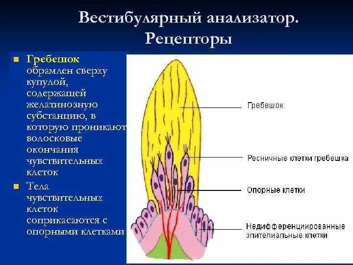 Рецепторы вестибулярного анализатора. Рецепторы вестибулярного аппарата. Рецепторный аппарат вестибулярного анализатора. Ампулярный аппарат вестибулярного анализатора.