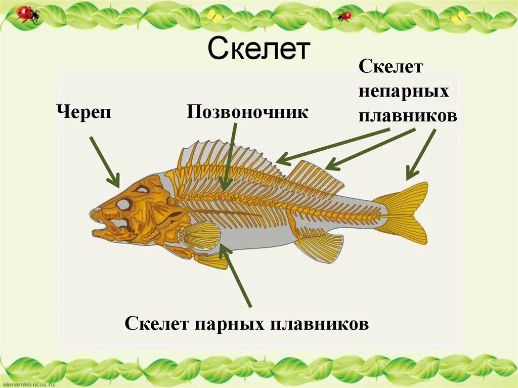 Урок класс рыбы 7 класс. Скелет рыбы биология ОГЭ. Внутреннее строение рыбы скелет 7 класс биология. Скелет парных плавников. Скелет непарных плавников.