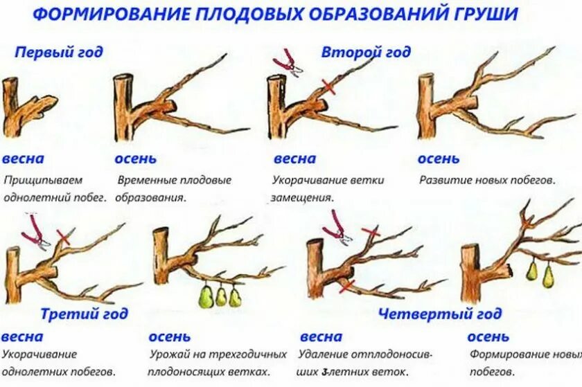 Обрезают ли грушу весной