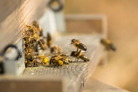 Apis thread