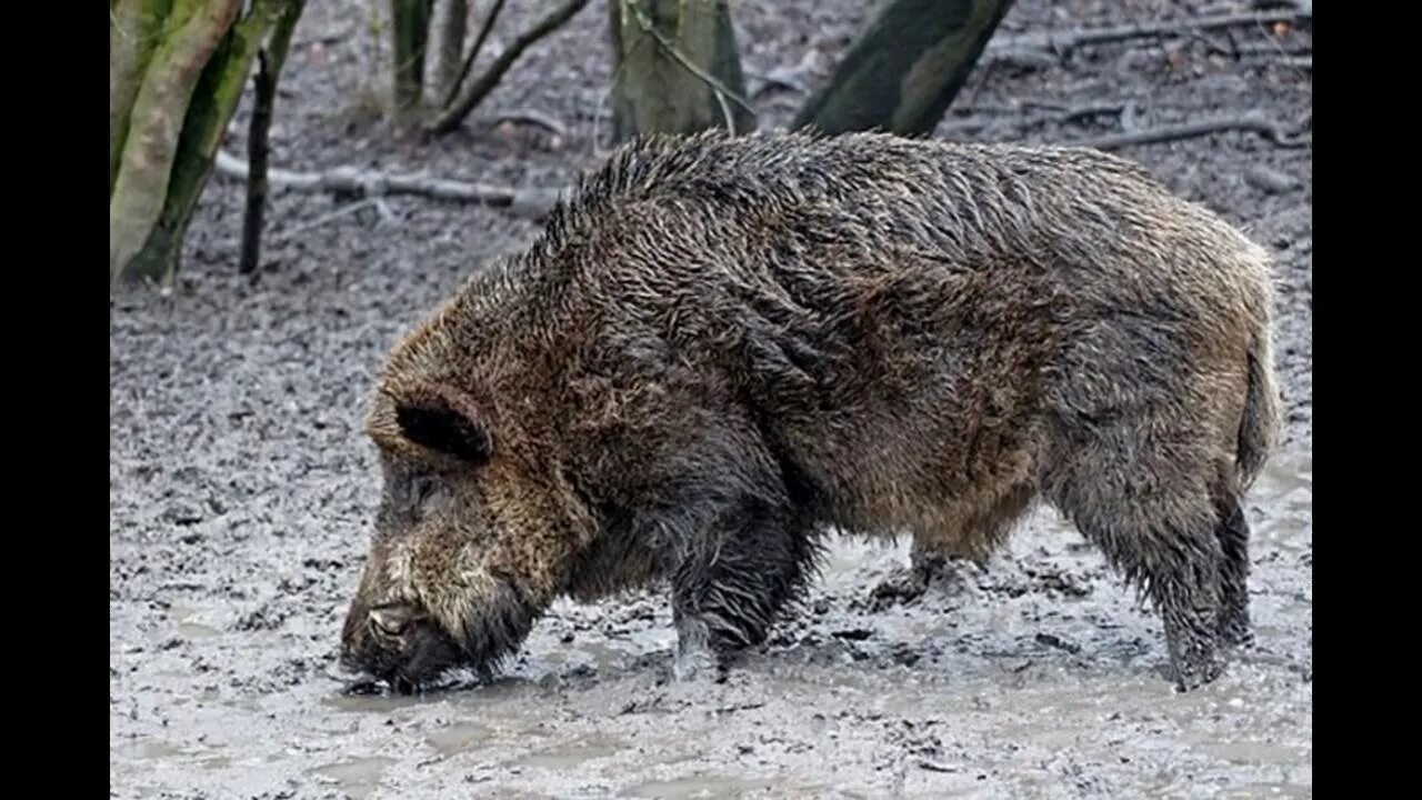Нападающий кабан. Дикий кабан секач вепрь.