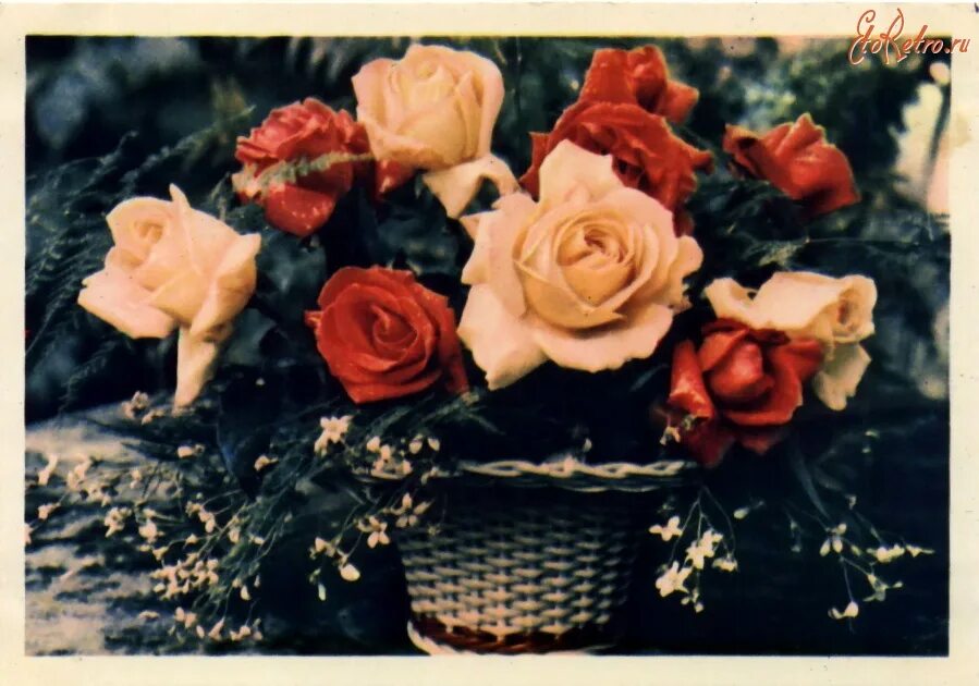 Ретро розы. Живые советские цветы. Розы ретро фото. Советские открытки с розами фото.