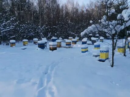 Пчела новосибирск