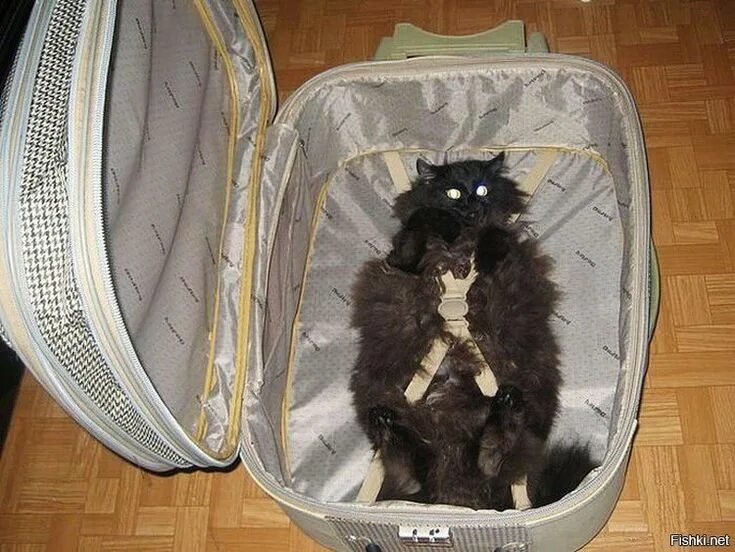 20 adorable pets which won’t let you go on vacation without them Cute animals, C