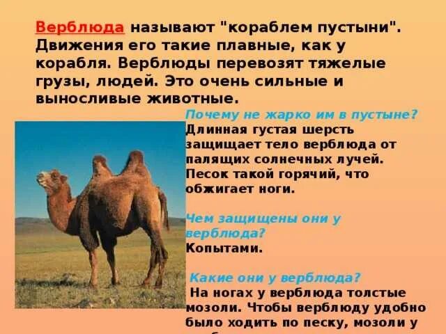 Верблюды выносливые и полезные животные впр