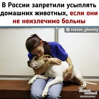 Плюсы ветеринара
