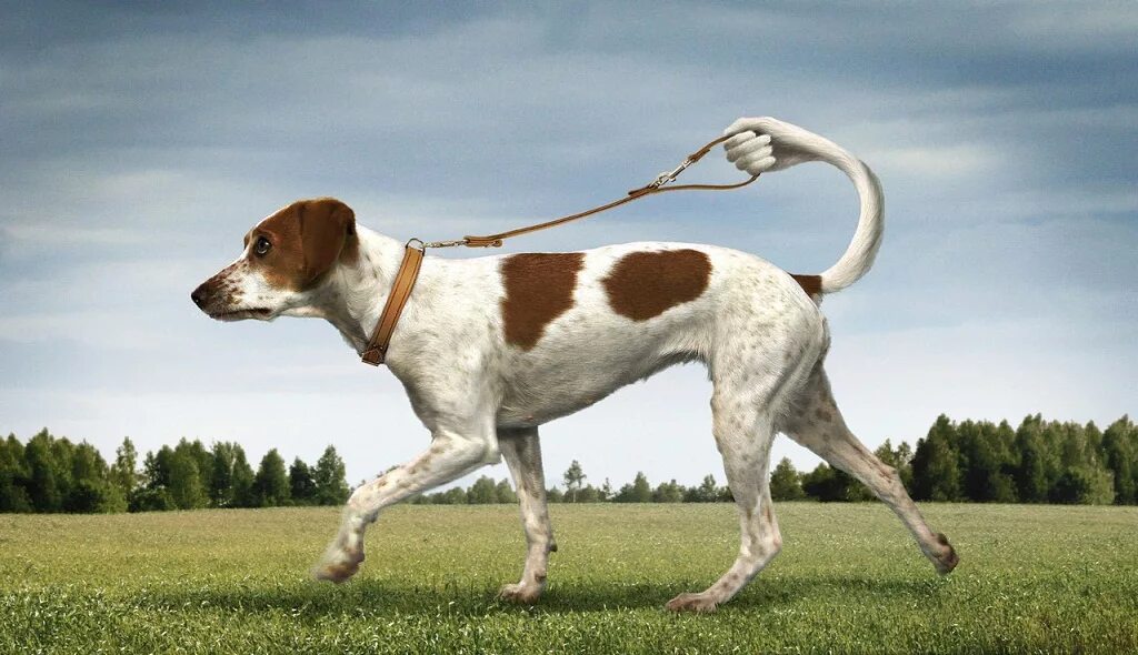 Лабрадор ретривер ошейник. Собака гуляет сама. Собака без поводка. Лабрадор ретривер большой. Собака гуляет сама.