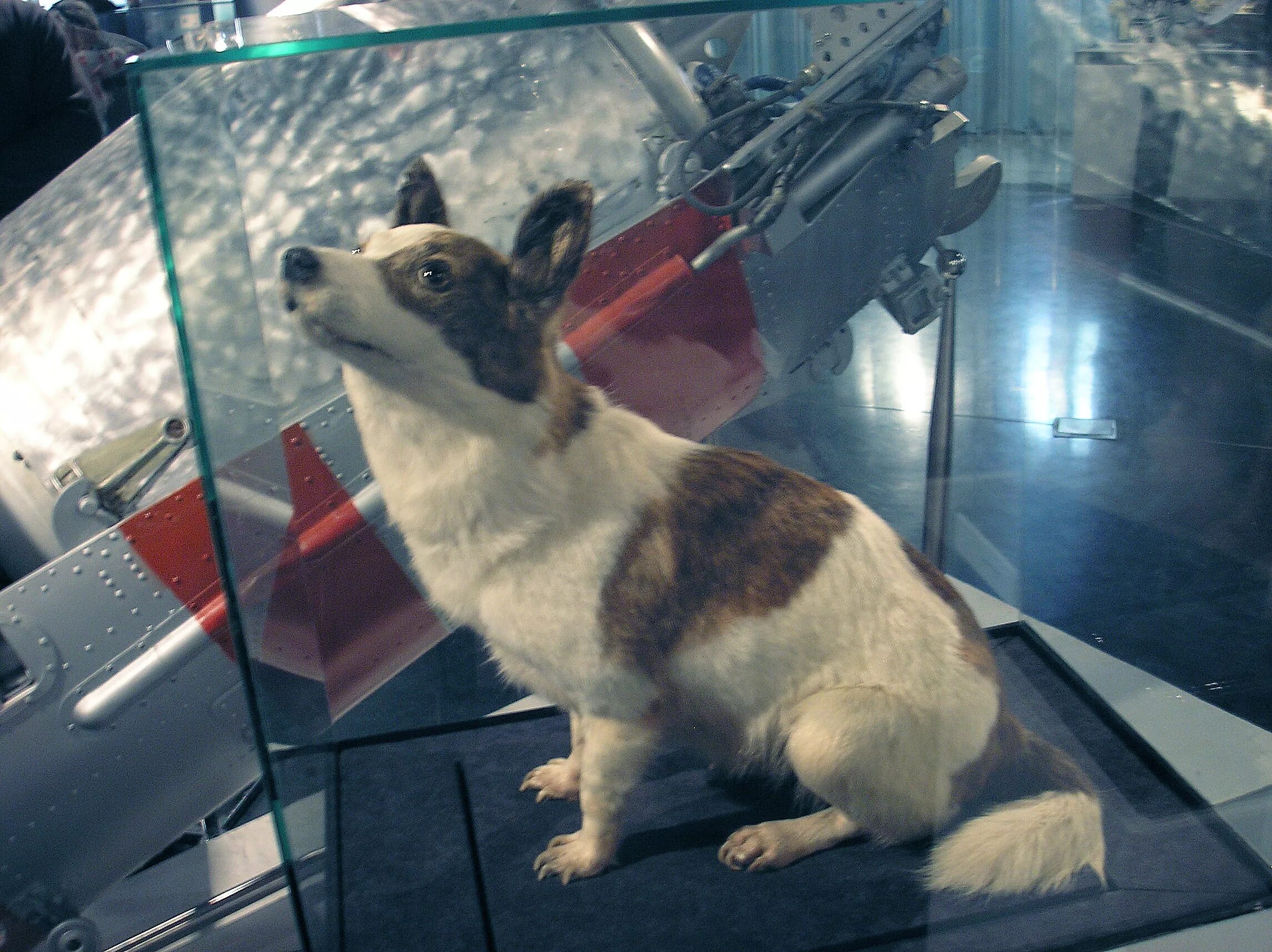 Белка и стрелка время в космосе. Белка и стрелка в музее космонавтики. Белка и стрелка полет в космос. Белка собака космонавт. Собаки белка и стрелка в космосе.