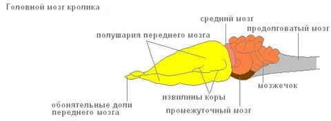 Большие полушария переднего мозга строение и функции