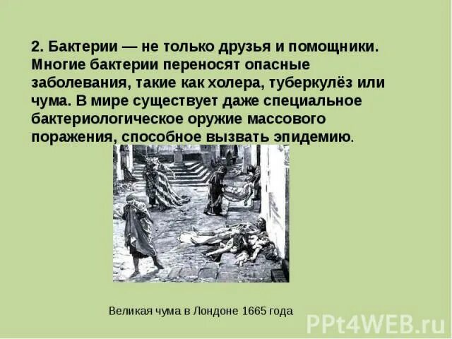 Почему бактерии могут быть помощниками земледельца. Бактерии помощник земледелцаь. сообщение на тему бактерии – помощники земледельца».. почему бактерии могут быть. доклад на тему бактерия помощник земледельца.