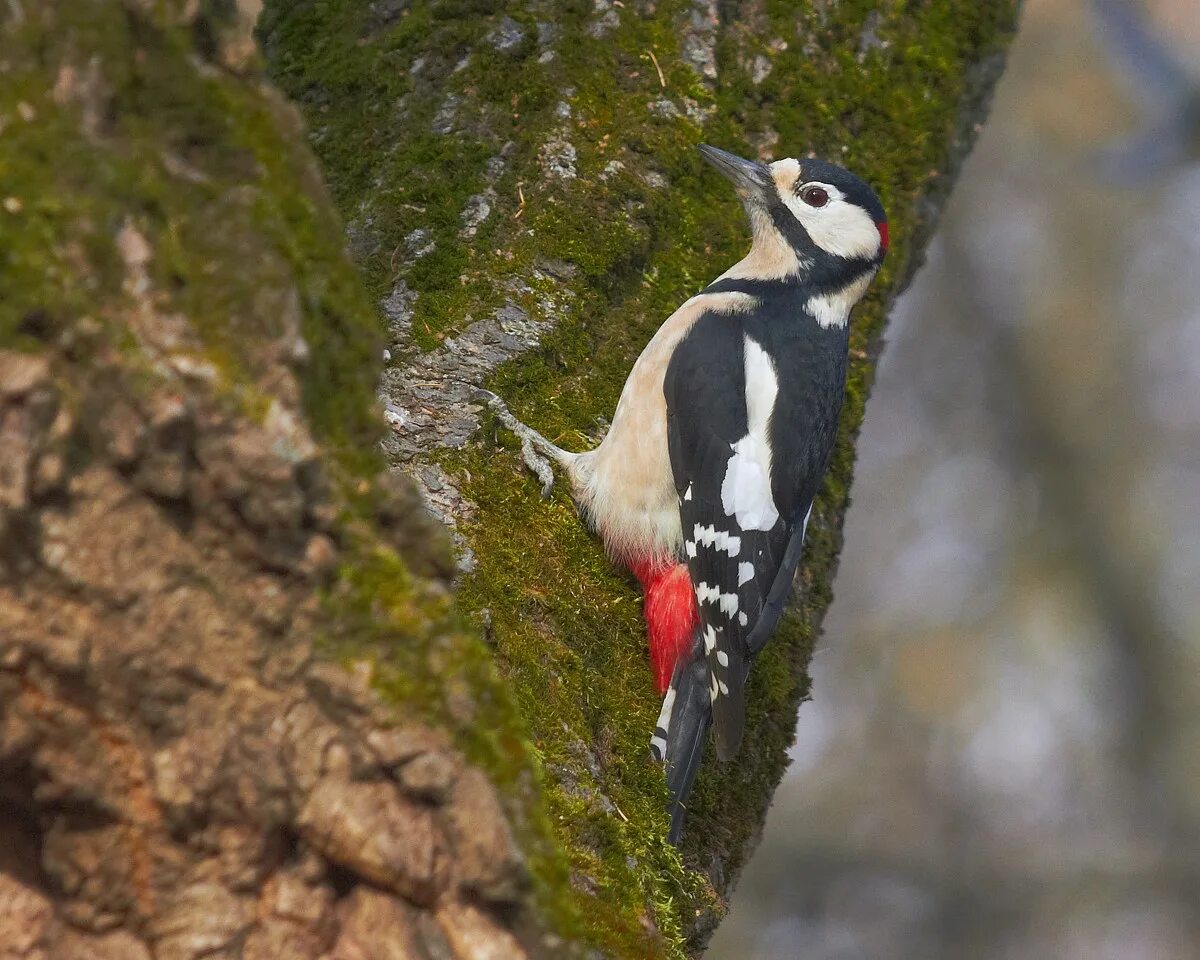 Большой пёстрый дятел. Great spotted Woodpecker. Хохлатый дятел. Пёстрые дятлы. Оперение большого пестрого дятла