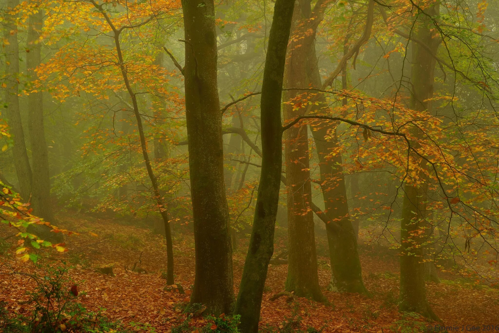 Может ли вас взволновать красота осеннего леса. Осенний лес Англия. Осенний лес на рабочий стол. Осенний лес зеленый. Янтарный осенний лес.