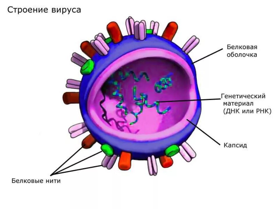 4 строение вирусов. Строение вируса с подписями. Схема строения клетки вируса. Вирусная клетка строение рисунок. Коронавирус вирус строение рисунок.