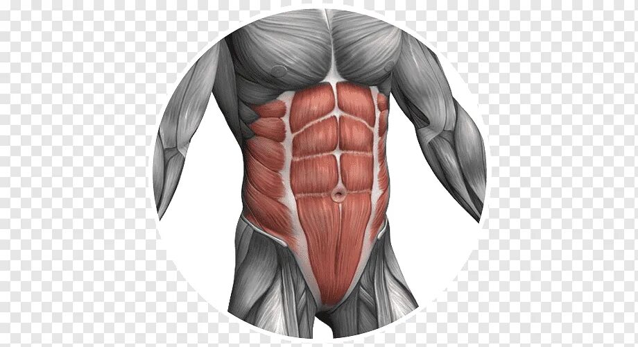 Передняя прямая мышца живота. Мышцы живота анатомия человека. Мышцы живота вид спереди. Мышцы живота анатомия медунивер. Rectus abdominis muscle.