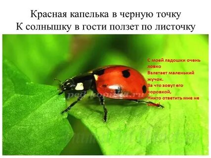 Отгадай загадку красная