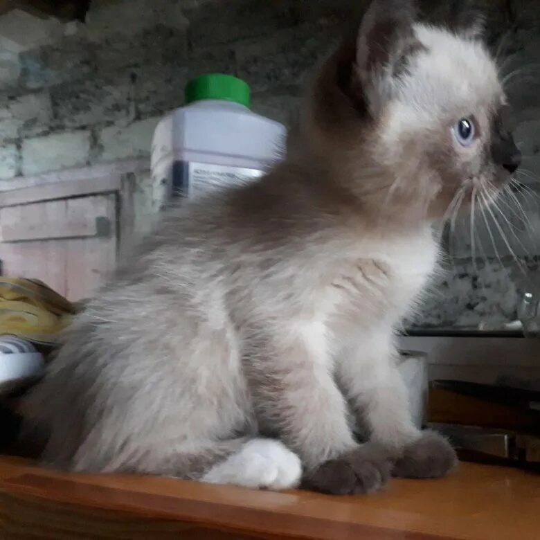 Котенок в добрые руки брянск. Добрые руки Брянск кошачий. Котята в добрые руки в Брянске. Найдены котята в Брянске. В добрые руки Брянск.