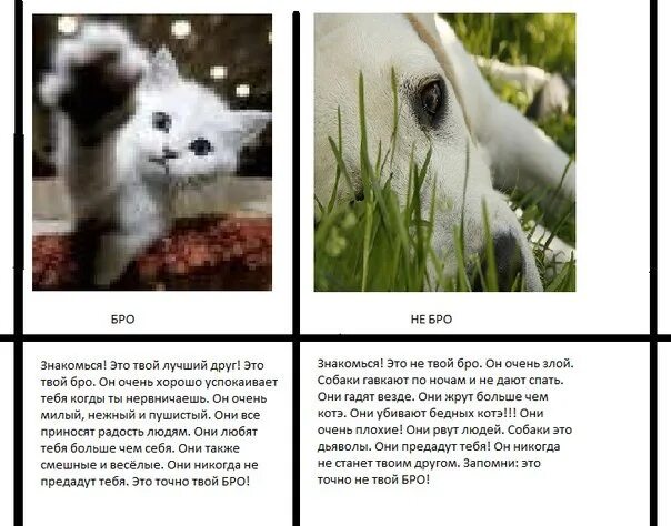 Бро кот. Кот презирает собак. Остынь картинки прикольные. Закрой глаза бро что ты видишь бро. Дай пять мем с котом.