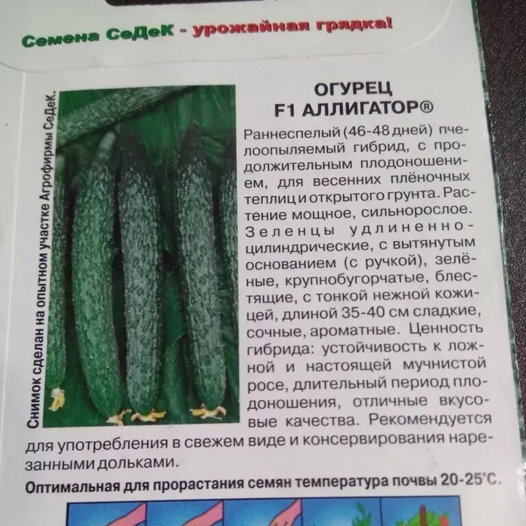 Огурцы аллигатор в открытом грунте - 84 фото