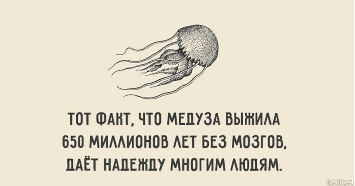 Почему без мозгов. Цитаты про мозги. Высказывания про мозг. Статус про мозг. Цитаты про мозгов.