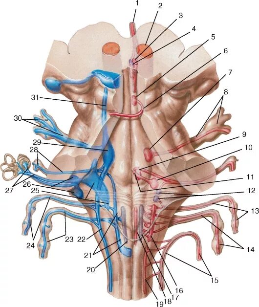 Черепные нервы ствола. Черепные нервы ядра. Черепно мозговые нервы ядра. Ядра 1 пары черепных нервов. Ядра черепных нервов в стволе.