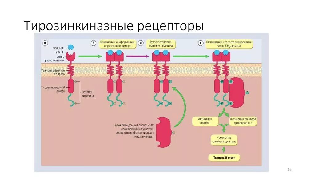 Тирозинкиназные рецепторы механизм. Механизм тирозинкиназных рецепторов. Механизм тирозинкиназных рецепторов. Рецепторы тирозинкиназы. Тирозинкиназные рецепторы механизм.
