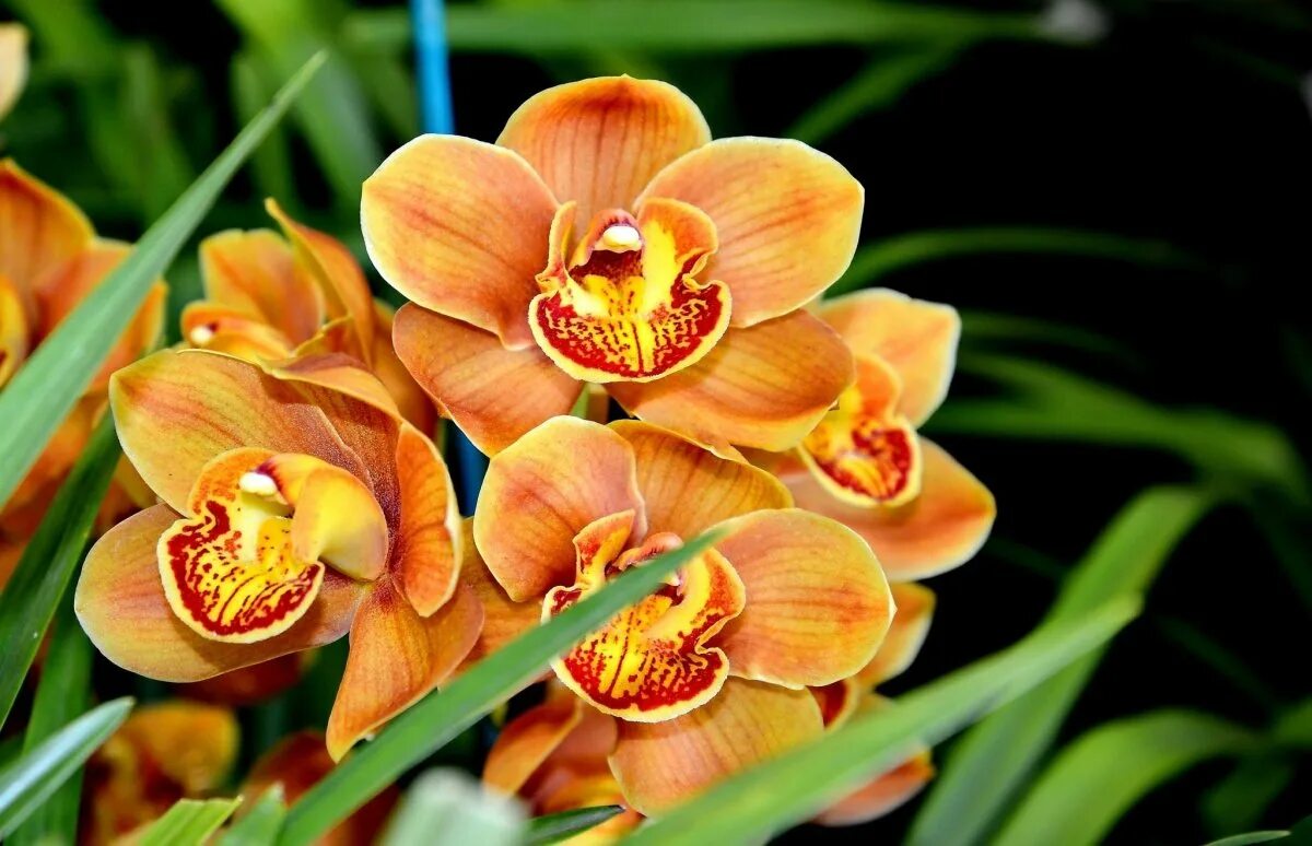 Flowers orchids. Голден эмберс Орхидея. Орхидея фаленопсис ваниль. Орхидея Exotica. Орхидея фаленопсис Экзотик.