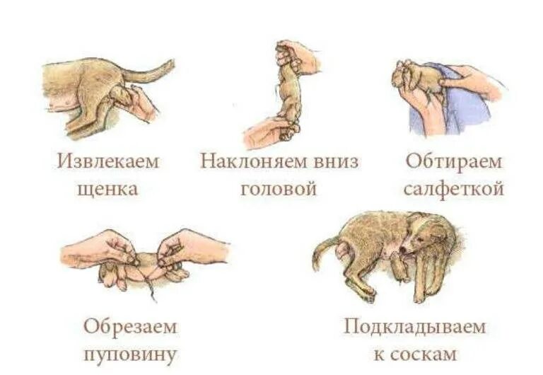 Вязка собак на какой день течки. Этапы беременности собаки.