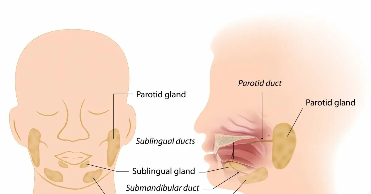 Боль при слюноотделении. Слюнных желез у человека. Воспаление слюнной железы. Подчелюстная слюнная железа.