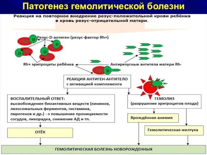 Причины развития гемолитической болезни новорожденных (гбн)?. Патогенез отечной формы гемолитической болезни. Гемолитическая болезнь характеризуется. Клинические проявления гбн. Гемолитическая болезнь новорожденных по системе rh фактор,.