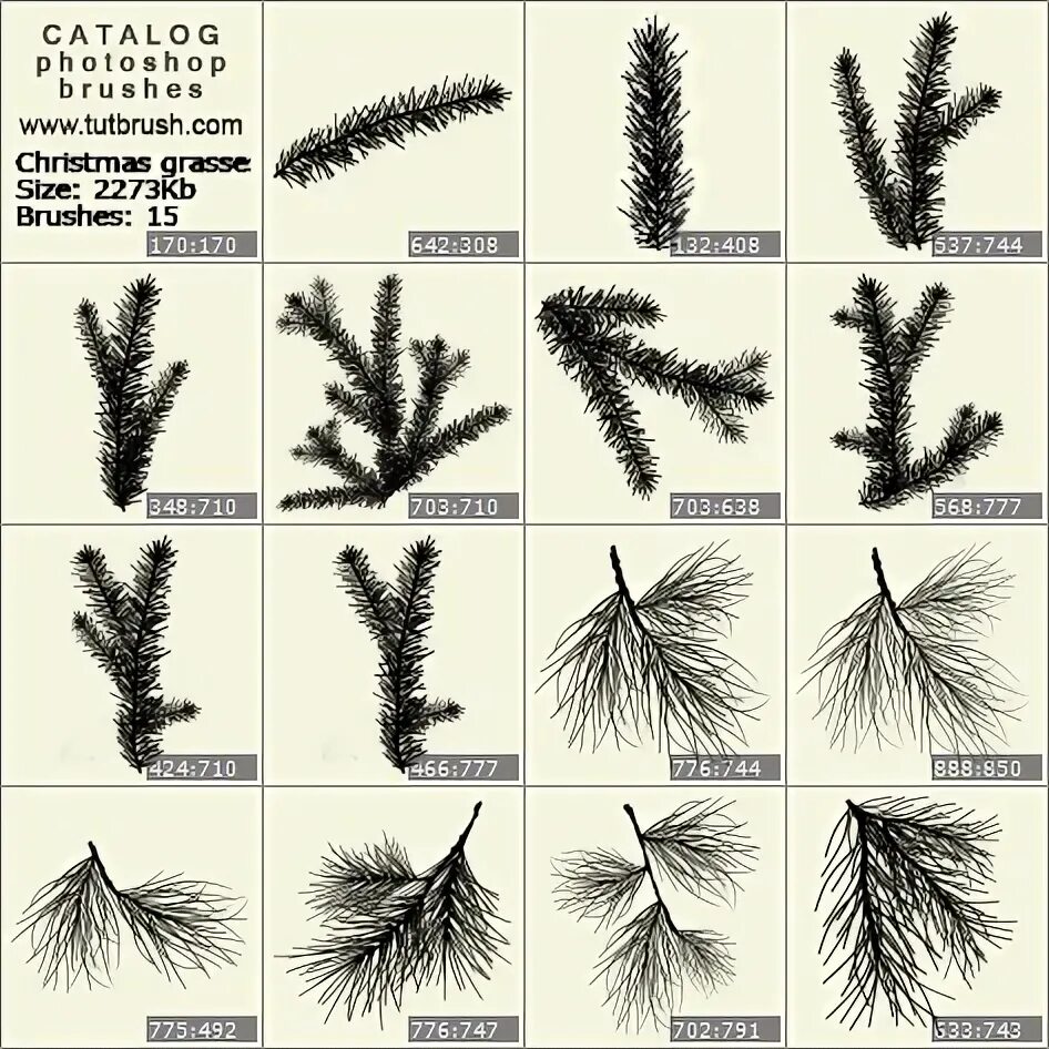 Ветви кисть. Ветки на кисти. Кисть ель. Кисть ветки для фотошопа.
