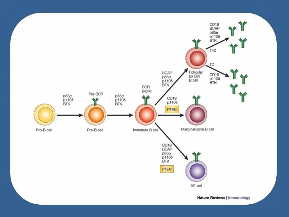 Cd43 иммунология. CD клетки иммунология. T and b lymphocytes. B lymphocyte activation.