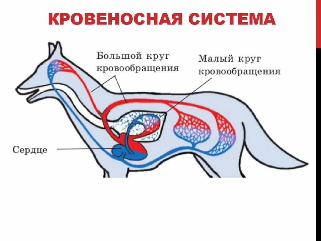 Общее строение организма животного это. Строение кровеносной системы собаки. Внутреннее строение млекопитающего кровеносная система собаки. Кровеносная система собаки схема. Сердечно сосудистая система собаки схема.
