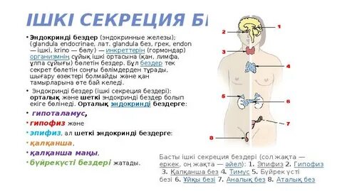 Тік жыныс мүшесінің порно видеосы