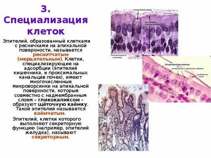 Эпителиальные ткани образованы клетками