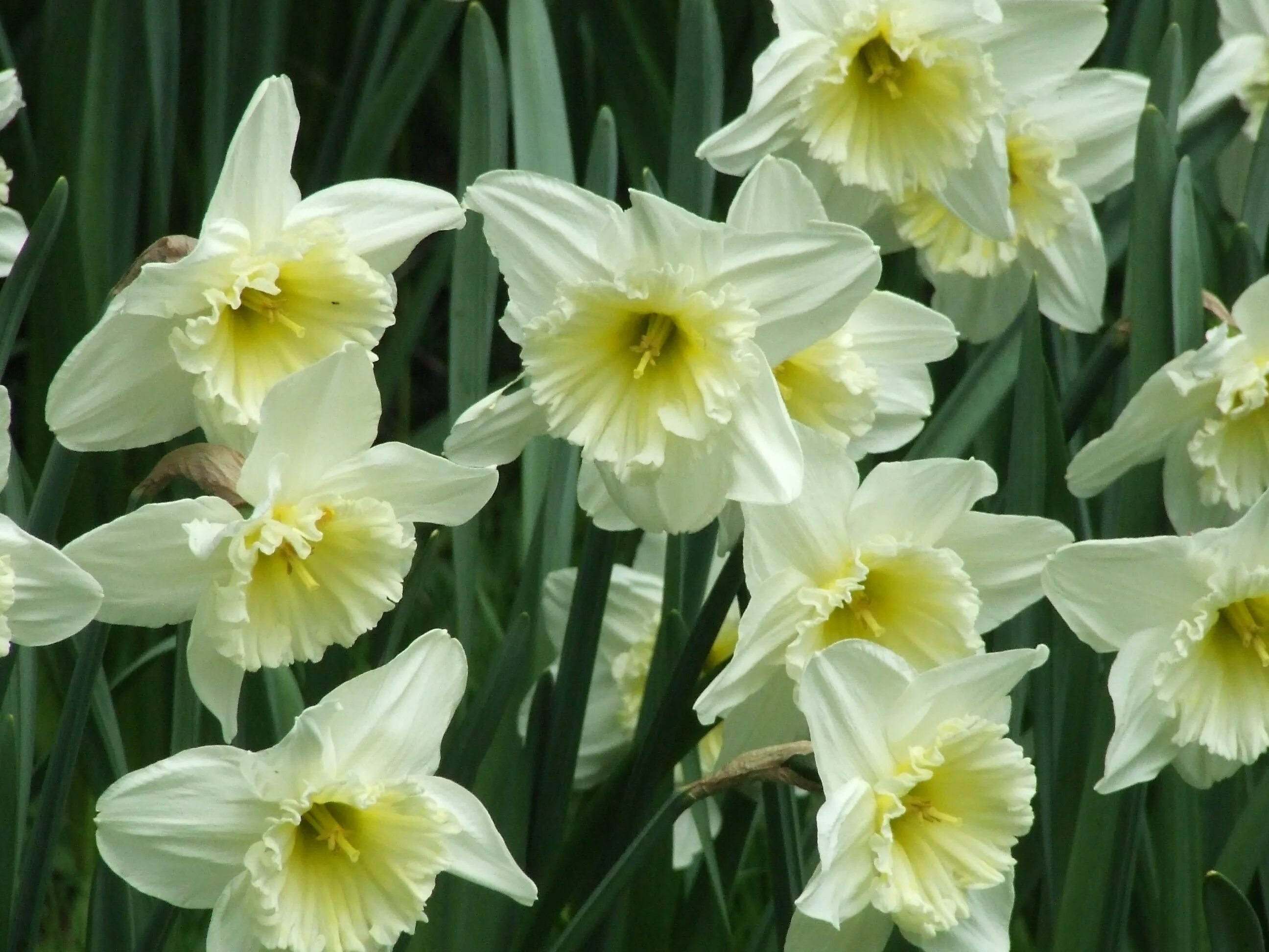 Daffodil нарцисс. Нарцисс цветок. Daffodil нарцисс. Нарцисс крупнокорончатый белый. Нарцисс многоцветковый белый.