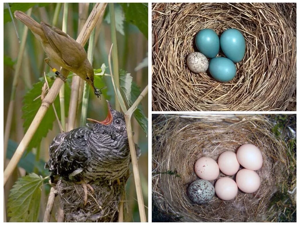 Яйца кукушки фото. Гнездо с яйцом кукушки. Гнездо шпорцевой кукушки. Обыкновенная Кукушка гнездо. Гнездо вьюрка.