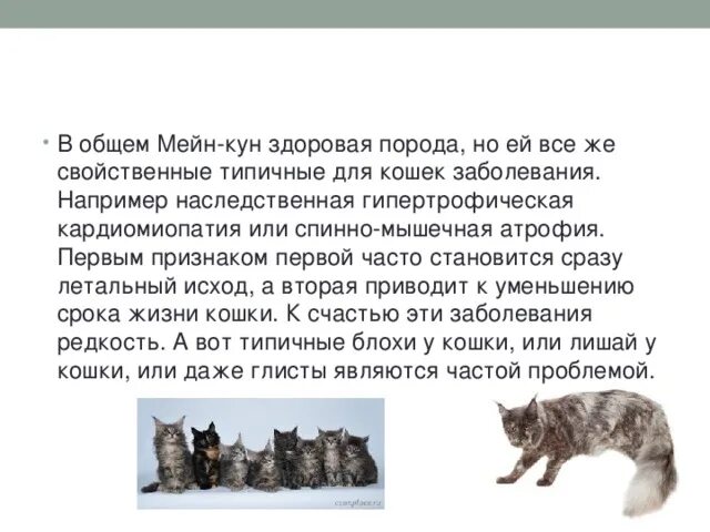 Мейн кун болезни. Мейн кун болезни. Мейн кун проблемы с сердцем. Беременная мейн кун. Котята мейн кун бежевые.