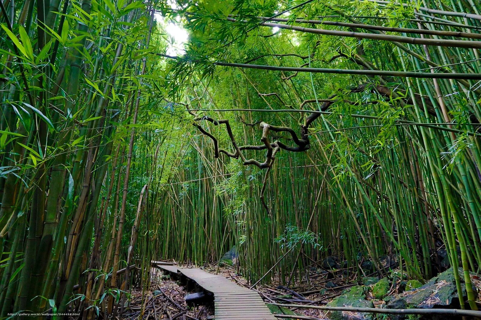 Бамбук лес Вьетнам. Бамбук в Южной Америке. Убуд Бали бамбуковые домики. Лианы и бамбук. Джунгли новороссийск
