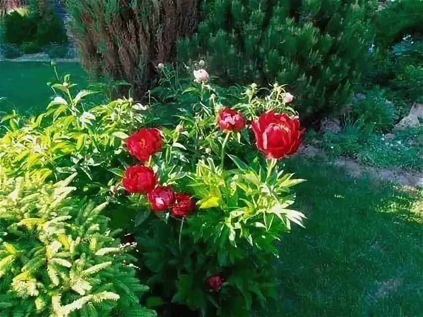 Туя даника в миксбордере. Пион молочноцветковый в клумбе. Рододендрон курильский. Пион древовидный в хвойнике. Пион тонколистный куст.