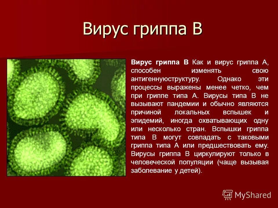 вирус парагриппа строение. вирус гриппа возбудитель. возбудитель гриппа относится к. Orthomyxoviridae. вирус гриппа возбудитель.