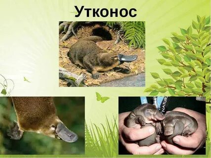 Как размножается утконос