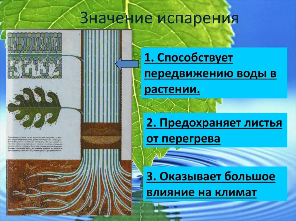 Какая наука изучает испарение воды. Испарение воды растениями транспирация. Испарение транспирация биология 6 класс. Испарение воды листьями растений. Процесс транспирации у растений.