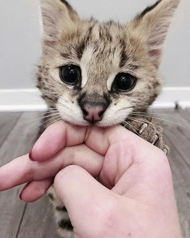 Котенок кусается. Кот кусь. Котенок кусь. Кот кусает руку. Куся.