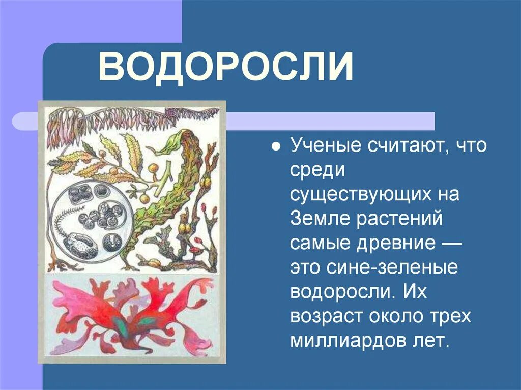 Водоросли и ученые. Сине-зеленые водоросли. Их Возраст – около 3 млрд лет.