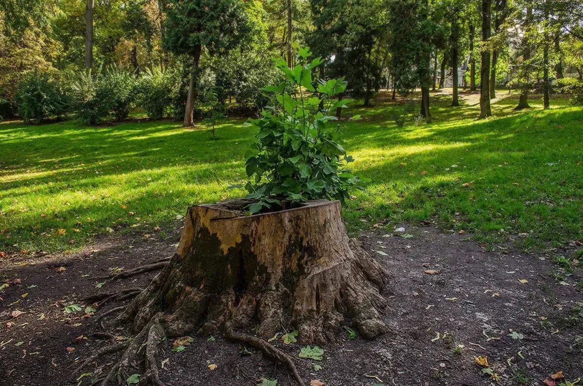 My new tree. Ракита дерево пень. Пенек дерева. Спиленное дерево. Дерево растет из пня.