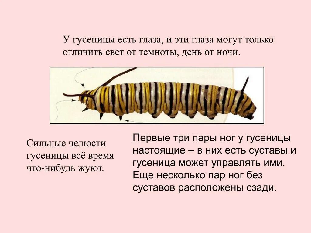 Характеристика гусениц. Интересные факты о гусеницах. интересные факты о гусеницах для детей. доклад про гусеницу. проект про гусениц.