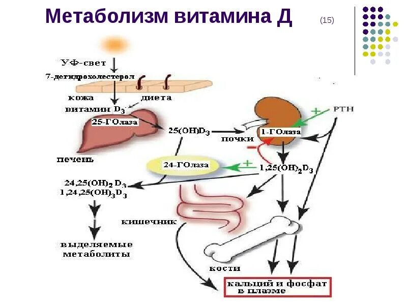 Биосинтез витаминов. Синтез и метаболизм витамина д. Обмен витамина д в организме схема. Метаболизм витамина д3. Метаболизм витамина d3.