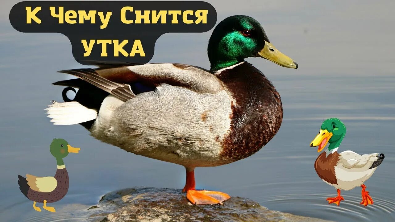 Утка приснилась. К чему снятся утки. Утка для сна. К чему снятся утята.