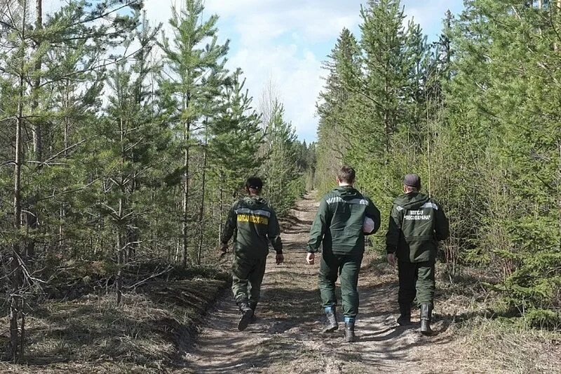 Пихтово-кедровая черневая тайга. 5. Леса подмосковья. Хвойный лес нижегородская область. Томский лесхоз томск.